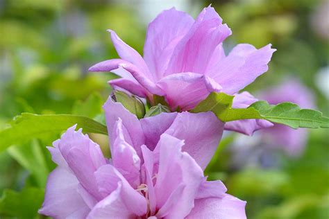 Ibištek pestovaný v nádobe