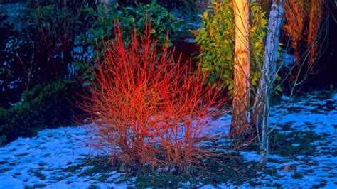 Svíb s farebnou kôrou v zime