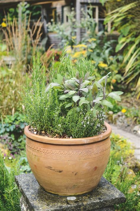 rôzne druhy byliniek v kvetináčoch