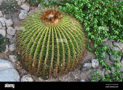 Fotografia Echinocactus grusonii