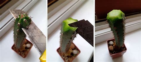 Ilustrácia rozmnožovania kaktusov odrezkami