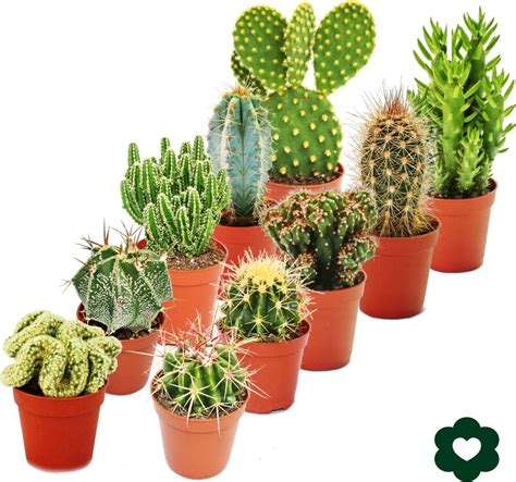 Kolekcia rôznych druhov kaktusov v kvetináčoch