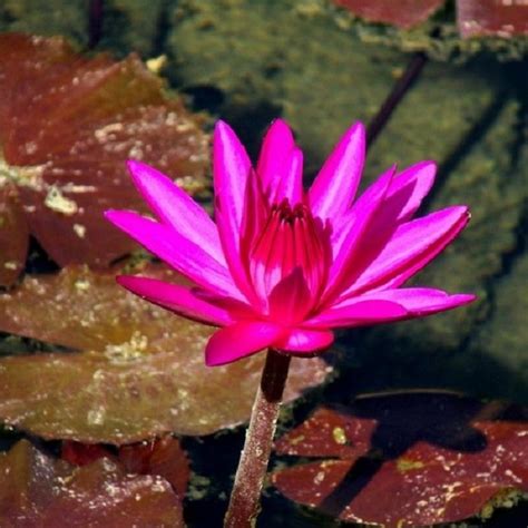 Nymphaea rubra v akváriu