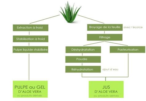 Schéma pôsobenia Aloe Vera na kĺby