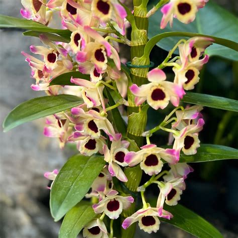 Kvet Dendrobium nobile 'Sunny Eye' detail