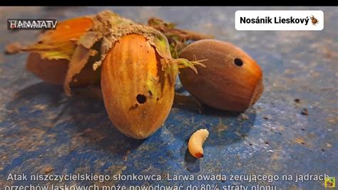 Proces klíčenia lieskových orechov zo semien