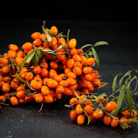 rastlinka rakytníka s plodmi