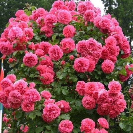 Ružová popínavá ruža na pergole