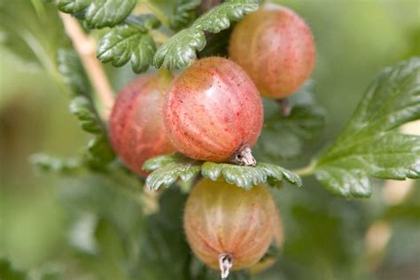 zelené odrezky ríbezlí v parenisku