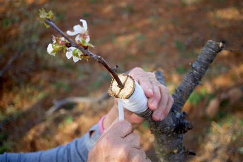 vrúbľovanie ríbezlí
