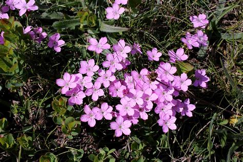 klincek bradatý výsev