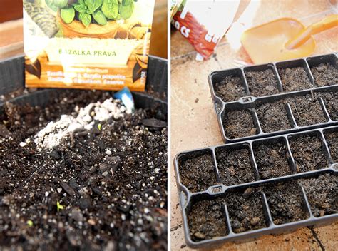 Výsev paradajkových semien do malých kvetináčov