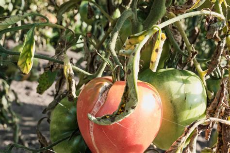 Ilustrácia rôznych chorôb paradajok