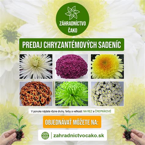 Sortiment chryzantémových sadeníc