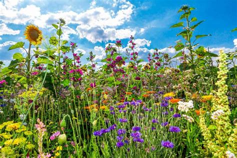 Ilustračná fotografia záhrady s rôznymi kvetmi