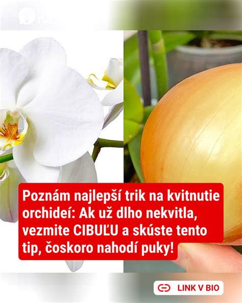 Správna zálievka orchideí