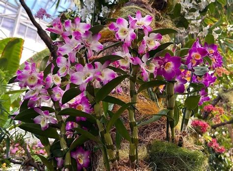 Divorastúca orchidea v prírode