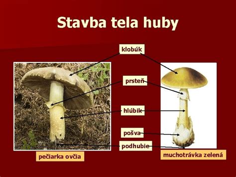 Klobúk a hlúbik kuriatka jedlého