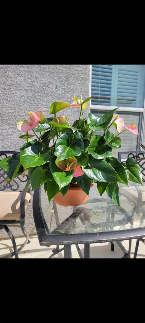 Anthurium v polotieni