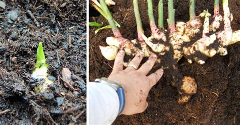 Ilustrácia optimálnej teploty a svetla pre pestovanie zázvoru