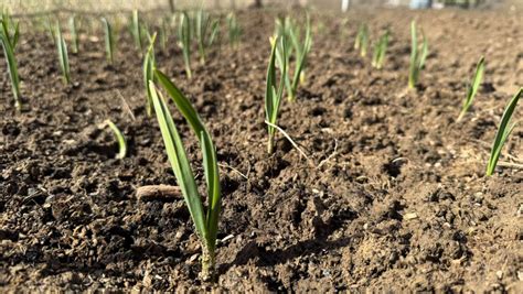 Schéma výsadby cesnaku