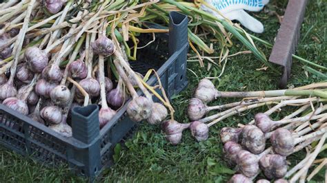 Cesnak zapletený do vencov na skladovanie