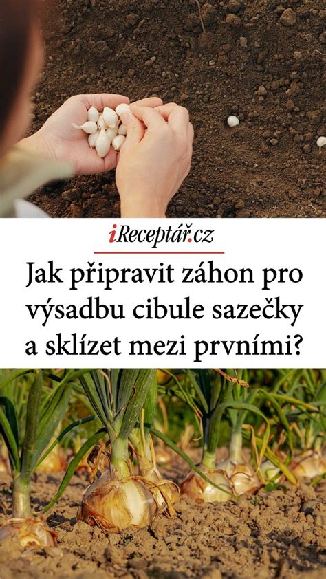 Cibule ľalií pripravené na výsadbu do kvetináča