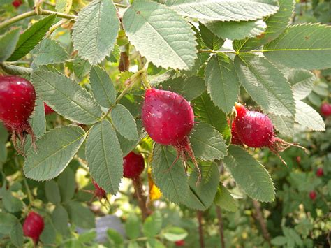 Ruža Karpatia v záhrade