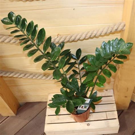 Ilustrácia rastliny Zamiokulkas