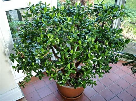 Ilustrácia rastliny Tučná žena (Strom peňazí)