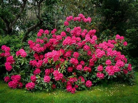 Rododendron na jar s kvetmi