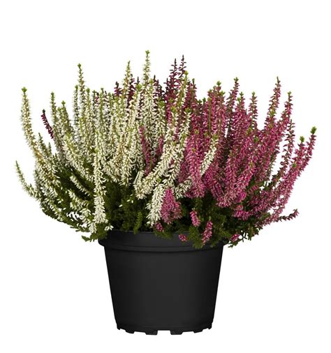 Vres obyčajný v rôznych farbách