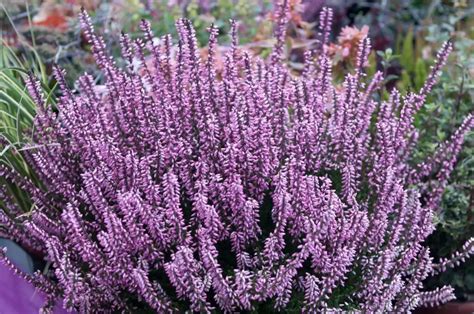 Ilustrácia zimnej ochrany vresu v kvetináči