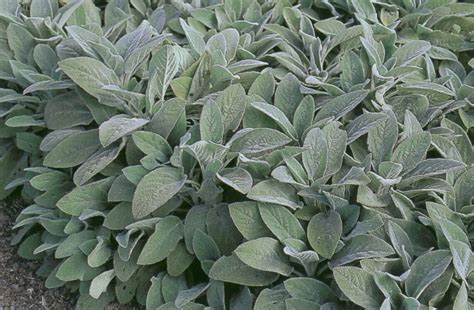 Čistec vlnatý v záhradnej architektúre