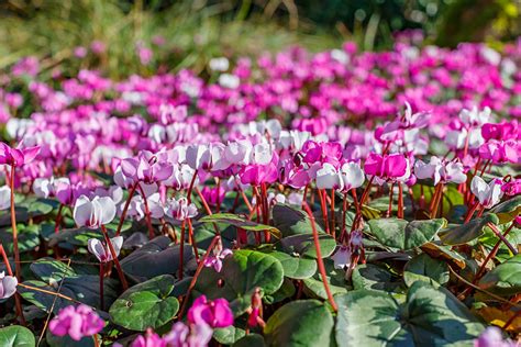 Záhradné cyklámeny rôznych druhov