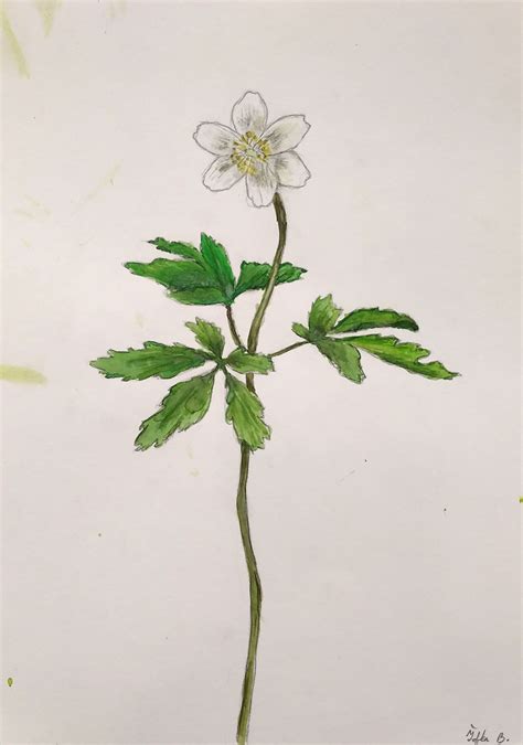 Botanická kresba chmeľu obyčajného s detailom listu a kvetu