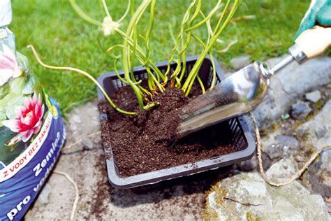 Výsadba vodných rastlín do košíka