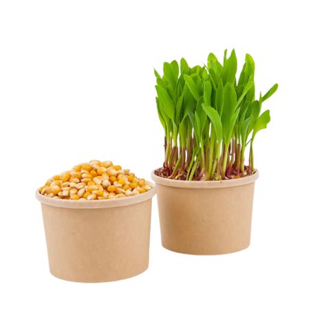 klíčenie chilli semienok