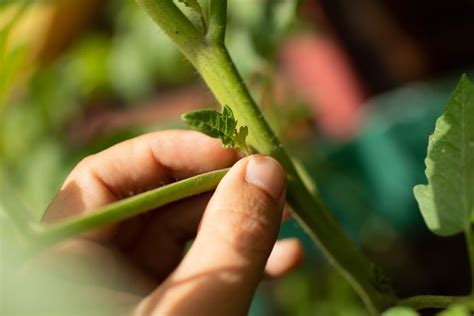 zaštipovanie chilli rastliny