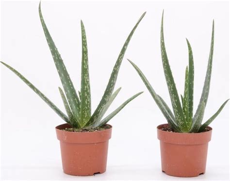 Kvitnúca rastlina aloe vera