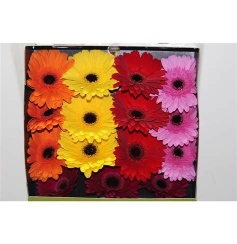 Rôzne farebné varianty kvetov Čiernuočkej Zuzany