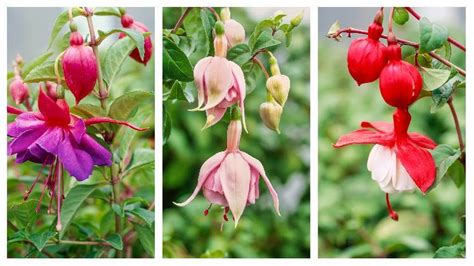 Rôzne druhy fuchsie s farebnými kvetmi