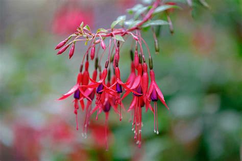 Detail listu fuksie s príznakmi napadnutia škodcami