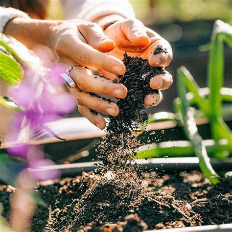 príprava pôdy pre ibištek