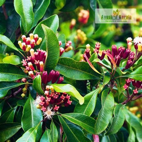 Strom klinčekovca vonného