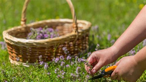 Zber a sušenie klinčekových púčikov