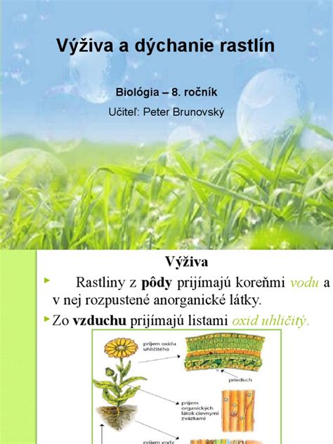 Klasifikácia rastlín