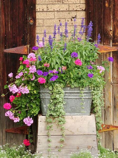 Rozdiel medzi vzpriamenými a ťahavými muškátmi