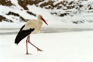 Bocian a kvet pelargónie