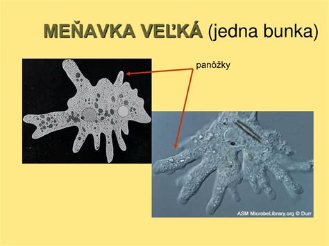 Meňavka veľká pri delení